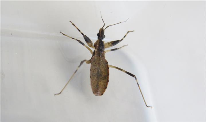 Reduviidae: Oncocephalus gularis